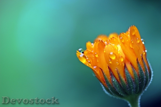 Devostock Marigold Calendula Orange Blossom 15807 4K.jpeg