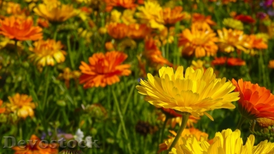 Devostock Marigold Flowers Blutenmeer Flower Meadow 4573 4K.jpeg