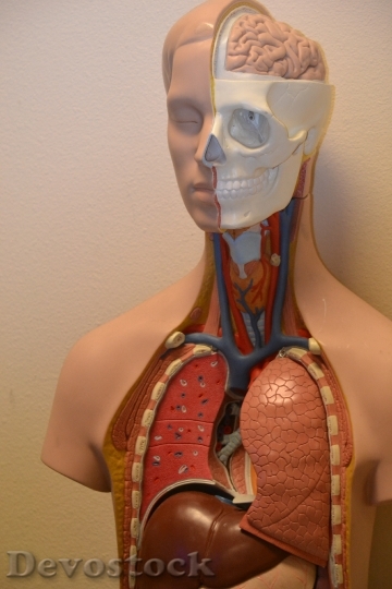 Devostock Medical Anatomy Science Anatomical HD