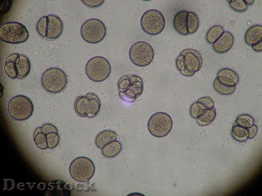 Devostock Microscope Sea Urchin Egg Hd Devostock Download Free Images Public Domain Photos And More