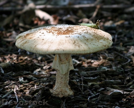 Devostock Mushroom Toad Stool Fungi HD