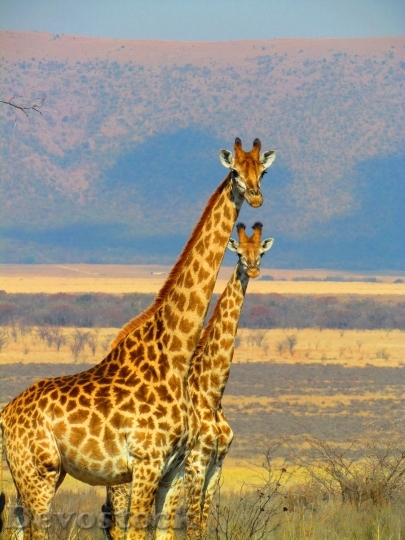 Devostock Nature Africa Animals 5481 4K