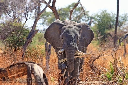 Devostock Nature Animal Africa 4607 4K
