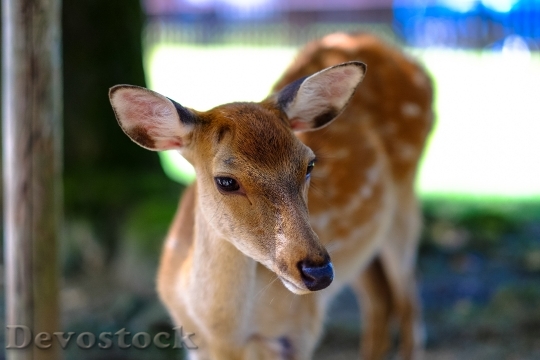 Devostock Nature Animal Deer 9616 4K