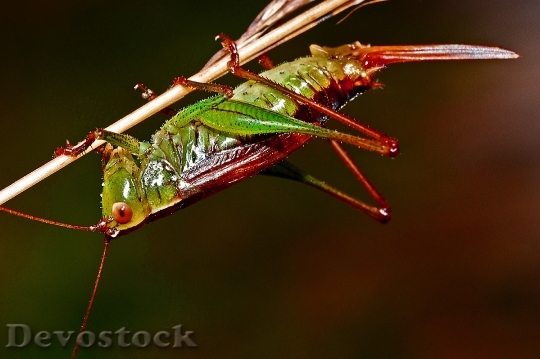 Devostock Nature Animal Insect 4261 4K
