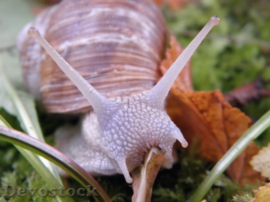 Devostock Nature Animal Snail 6527 4K
