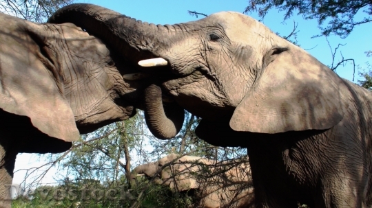 Devostock Nature Animals Elephants 6582 4K