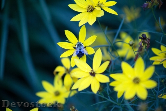 Devostock Nature Bee Flowers Plants 13980 4K.jpeg