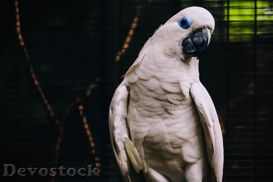 Devostock Nature Bird Animal 82274 4K