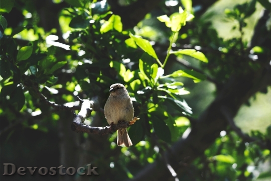 Devostock Nature Bird Animal 8997 4K