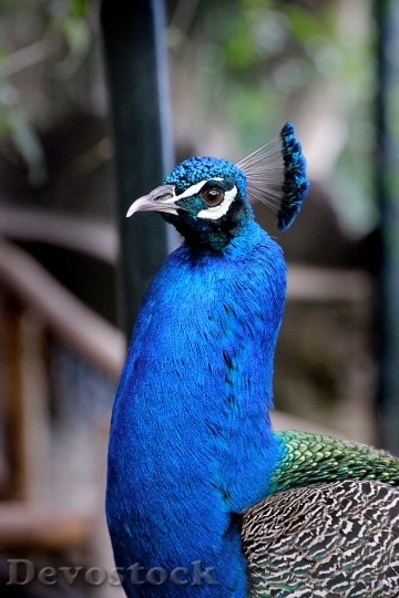 Devostock Nature Bird Blue 41628 4K