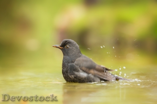 Devostock Nature Bird Water 73618 4K