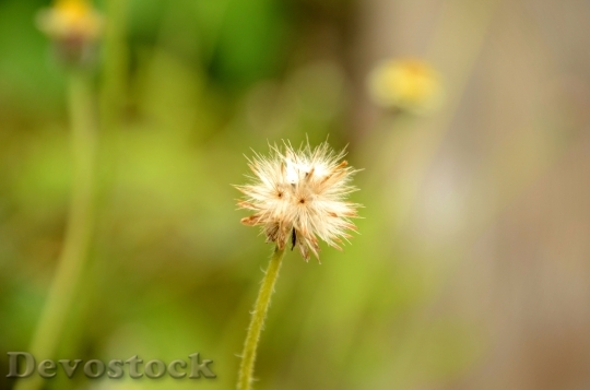 Devostock Nature Blur Flower 67344 4K