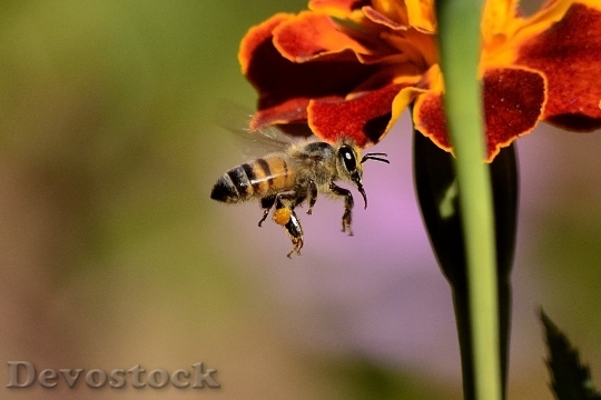 Devostock Nature Flower Bee 6069 4K
