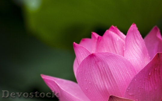 Devostock Nature Flower Pink 3915 4K