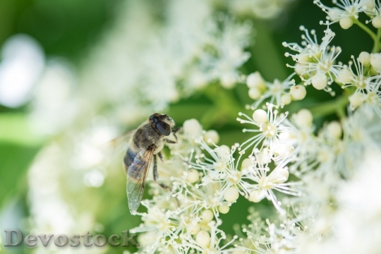 Devostock Nature Flowers Bee 117161 4K