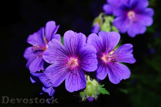 Devostock Nature Flowers Bloom 5548 4K