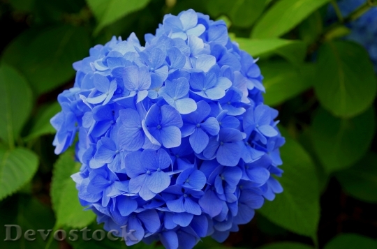 Devostock Nature Flowers Blue 41410 4K