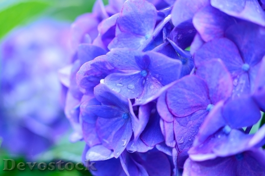 Devostock Nature Flowers Blue 53193 4K