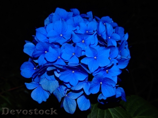 Devostock Nature Flowers Blue 5335 4K