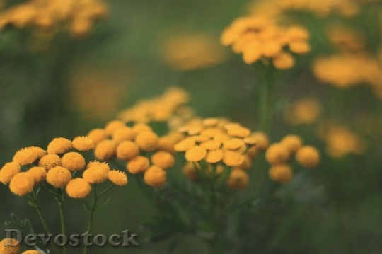 Devostock Nature Flowers Blur 68808 4K