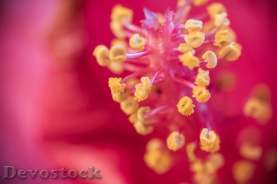 Devostock Nature Flowers Blur 79201 4K