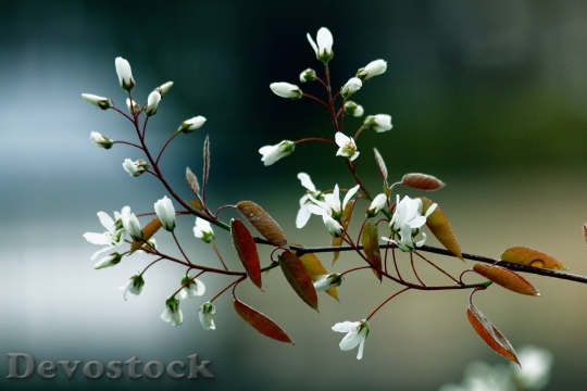 Devostock Nature Flowers Branches 13376 4K