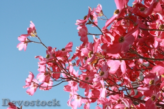 Devostock Nature Flowers Branches 92172 4K