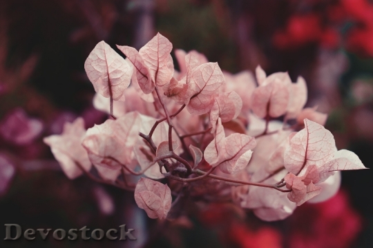 Devostock Nature Flowers Colors 133018 4K