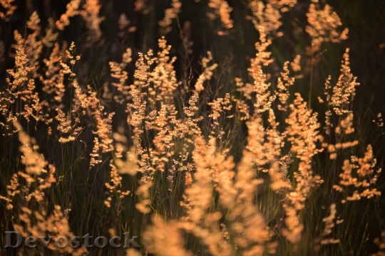 Devostock Nature Flowers Grass 112898 4K