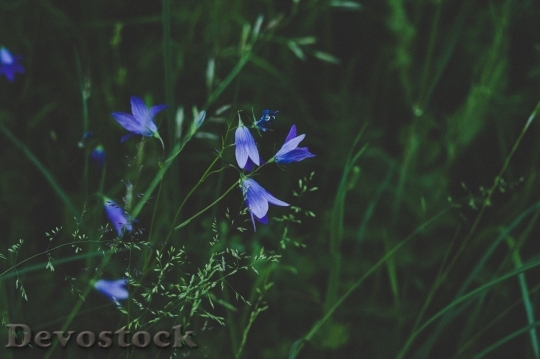 Devostock Nature Flowers Grass 69936 4K