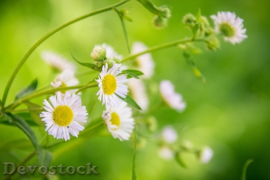 Devostock Nature Flowers Petals 32679 4K
