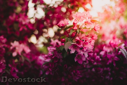 Devostock Nature Flowers Pink 10172 4K