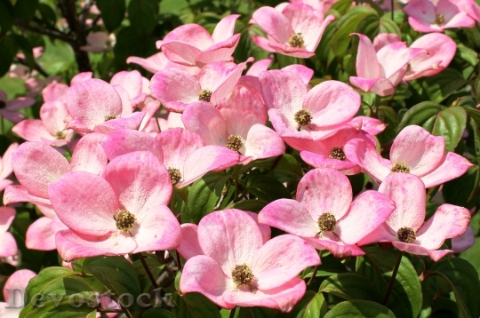 Devostock Nature Flowers Pink 5425 4K