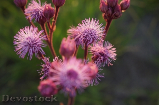 Devostock Nature Flowers Plant 59526 4K
