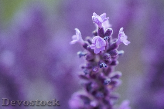 Devostock Nature Flowers Purple 119611 4K