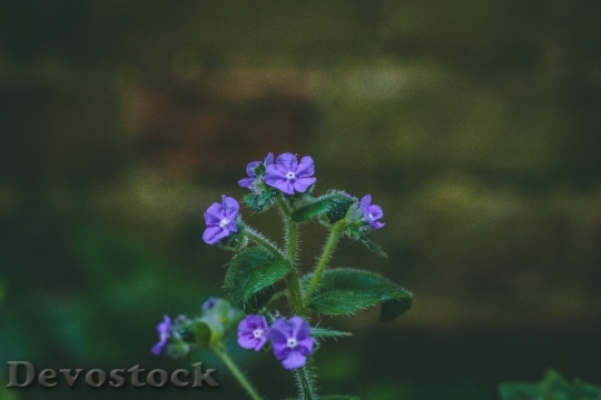 Devostock Nature Flowers Purple 127140 4K
