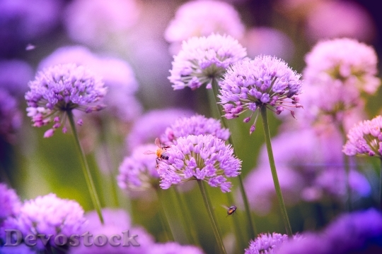 Devostock Nature Flowers Purple 137342 4K
