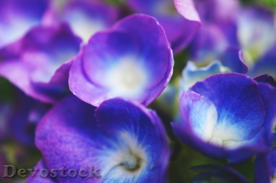 Devostock Nature Flowers Purple 16982 4K