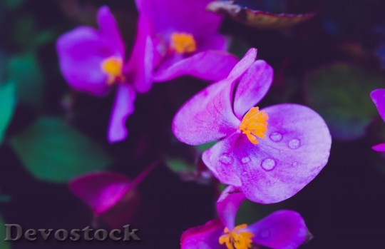 Devostock Nature Flowers Purple 29708 4K