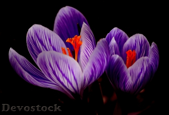 Devostock Nature Flowers Purple 3766 4K