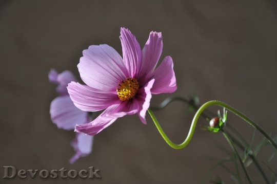 Devostock Nature Flowers Purple 3897 4K