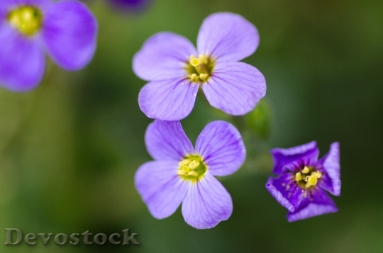 Devostock Nature Flowers Purple 40801 4K