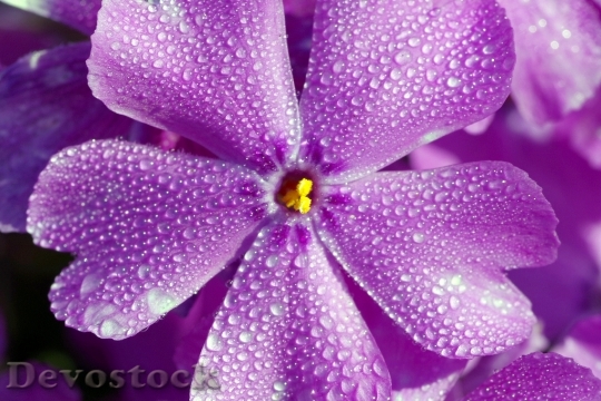 Devostock Nature Flowers Purple 43338 4K