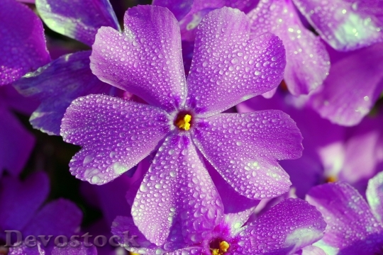 Devostock Nature Flowers Purple 43344 4K