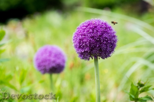 Devostock Nature Flowers Purple 59988 4K