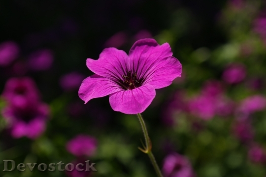 Devostock Nature Flowers Purple 6748 4K