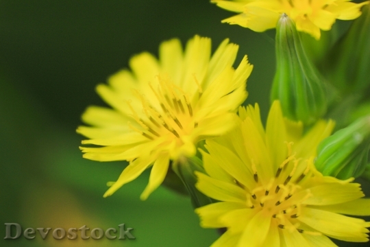 Devostock Nature Flowers Yellow 12838 4K