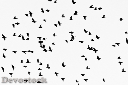 Devostock Nature Flying Animals 138654 4K