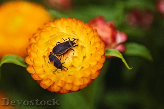 Devostock Nature Insect Petals Colorful 4K